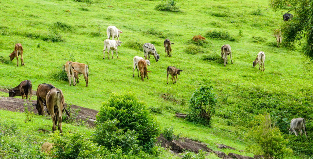 Greein Selected for JICA’s “Data Collection and Confirmation Survey for Promoting the Project for Restoration of Degraded Pastures and Sustainable Land Conversion in the Cerrado Region”